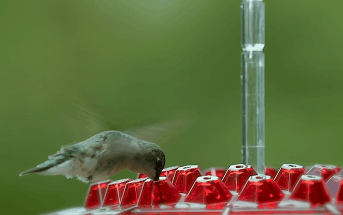 Thermabuild | Ant Proof Hummingbird Feeder Outdoor Hanging Perch