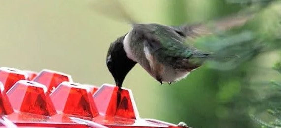 Thermabuild | Ant Proof Hummingbird Feeder Outdoor Hanging Perch