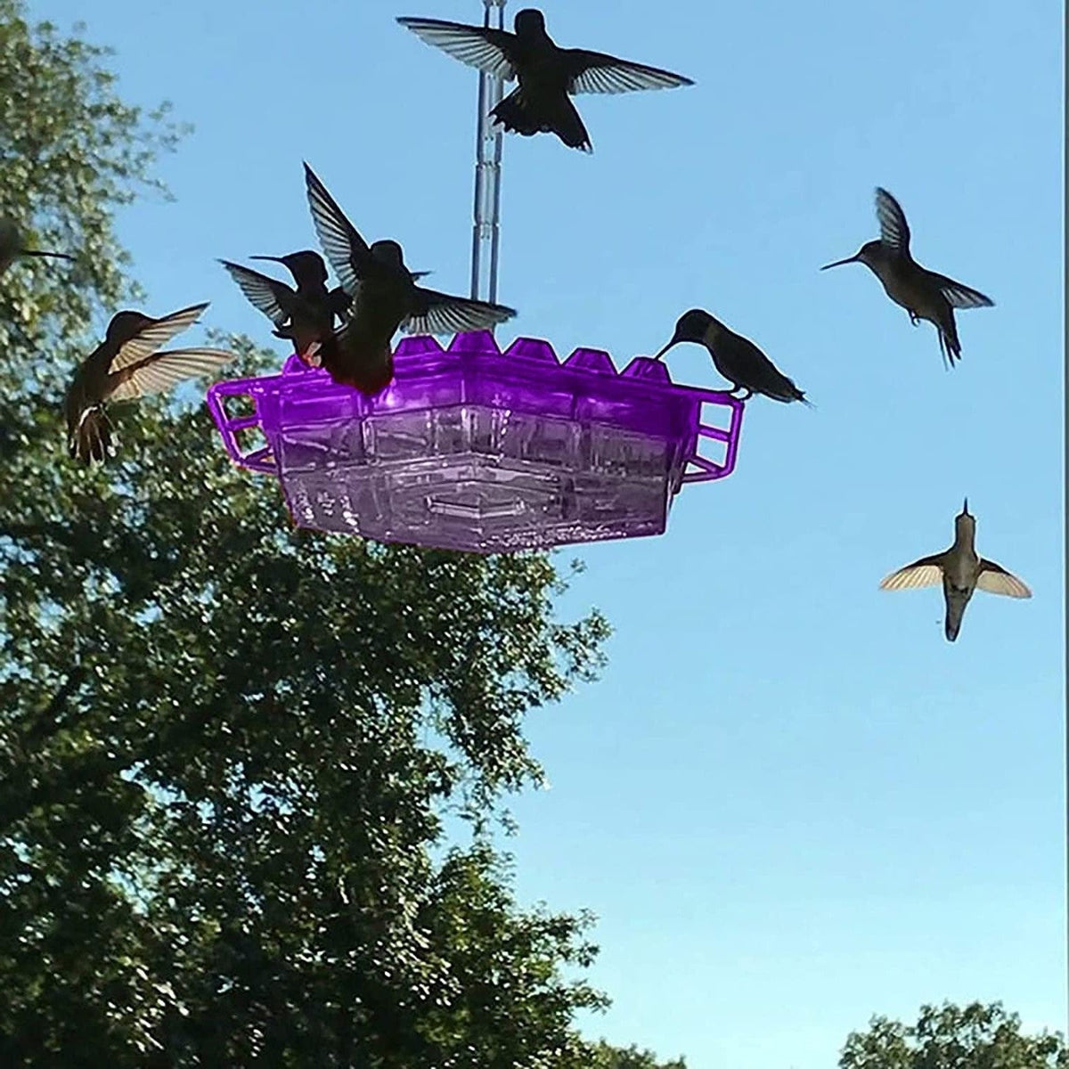 Thermabuild | Ant Proof Hummingbird Feeder Outdoor Hanging Perch