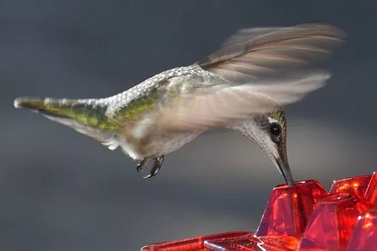 Thermabuild | Ant Proof Hummingbird Feeder Outdoor Hanging Perch