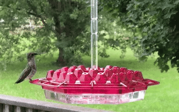 Thermabuild | Ant Proof Hummingbird Feeder Outdoor Hanging Perch