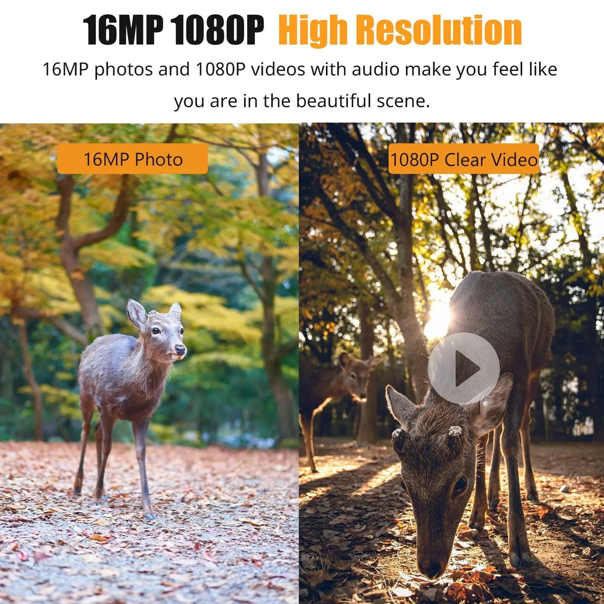 Thermabuild | 1080P Night Vision Trail Camera