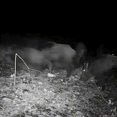 Thermabuild | Wildlife Trail Camera