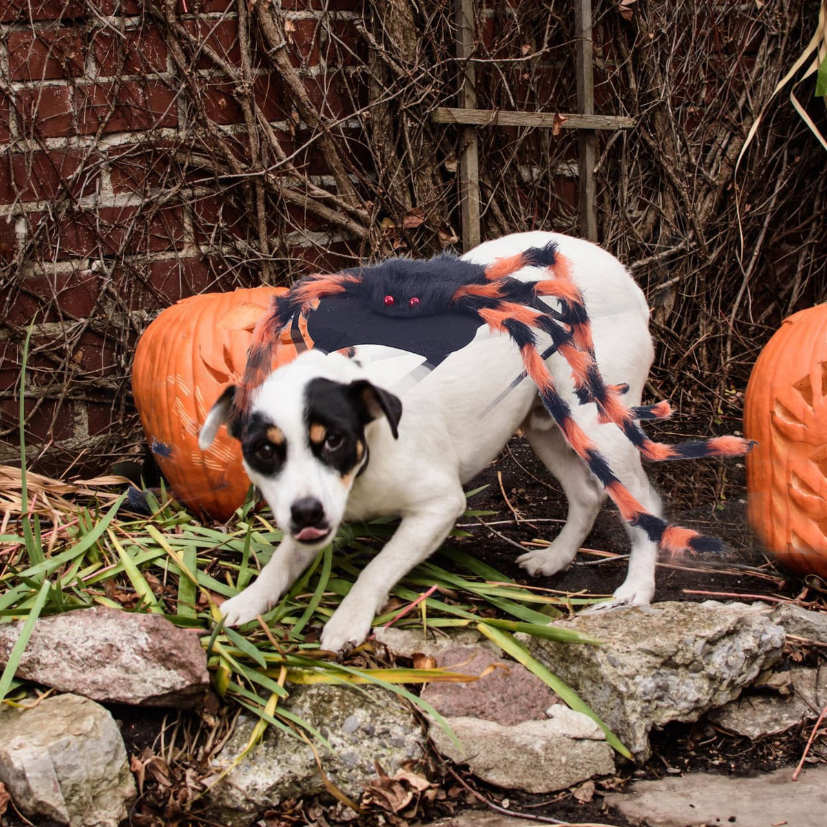 Thermabuild | Dog Halloween Spider Costume with Adjustable Straps
