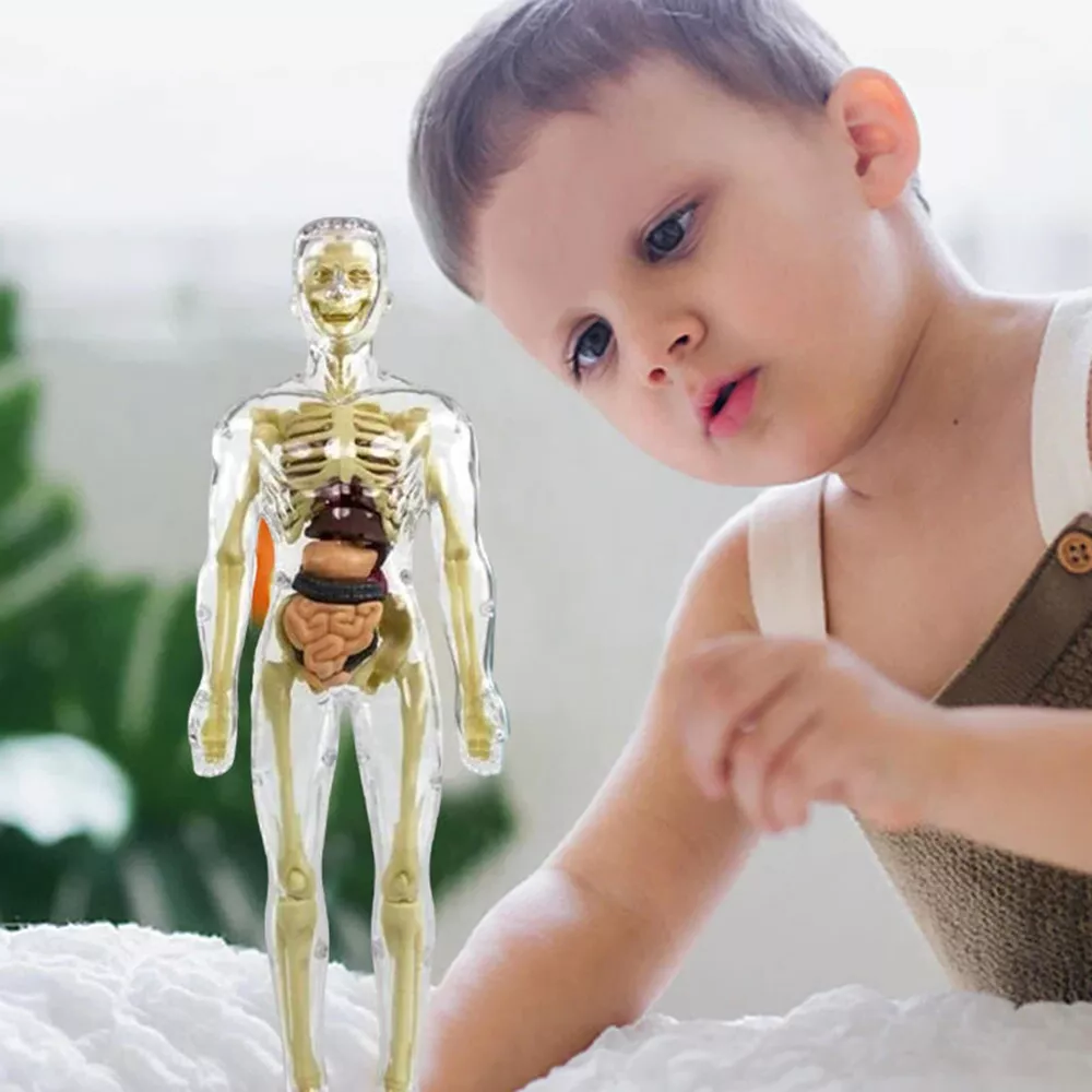 Thermabuild | 3d Human Body Torso Model for Kids