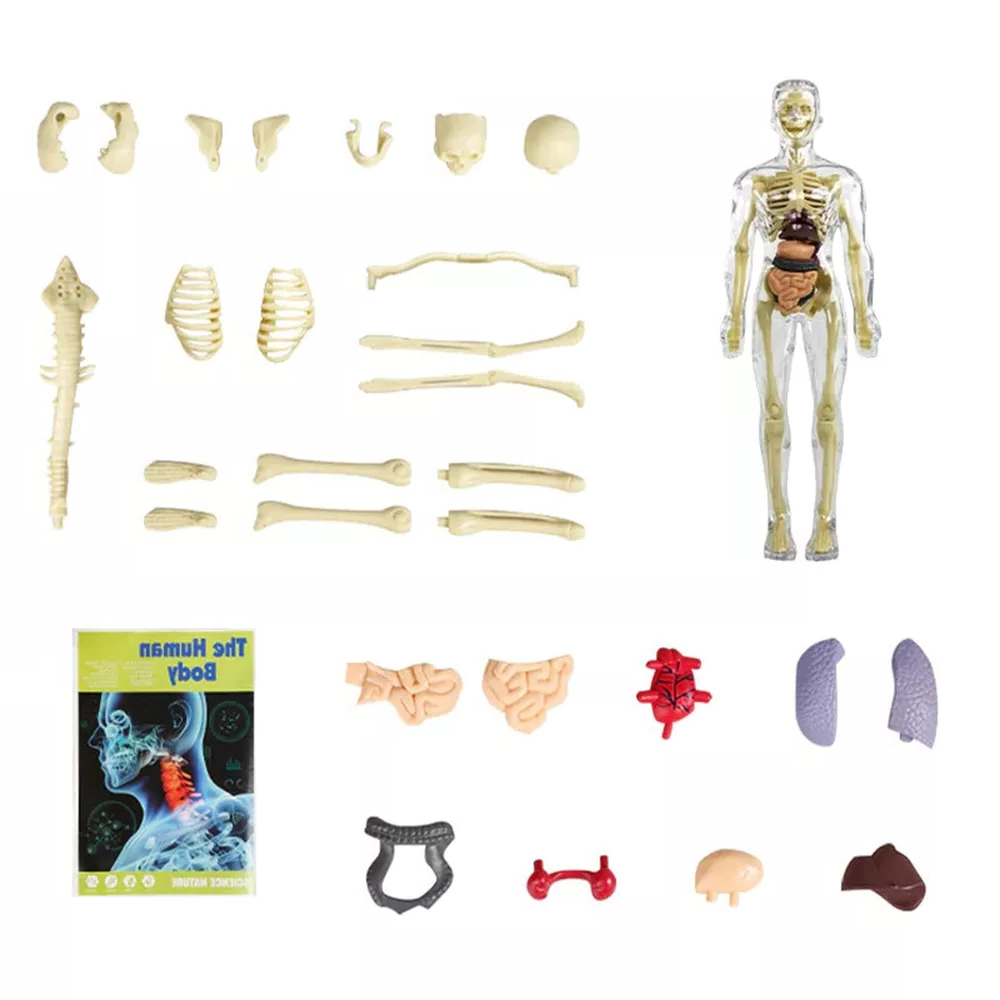 Thermabuild | 3d Human Body Torso Model for Kids