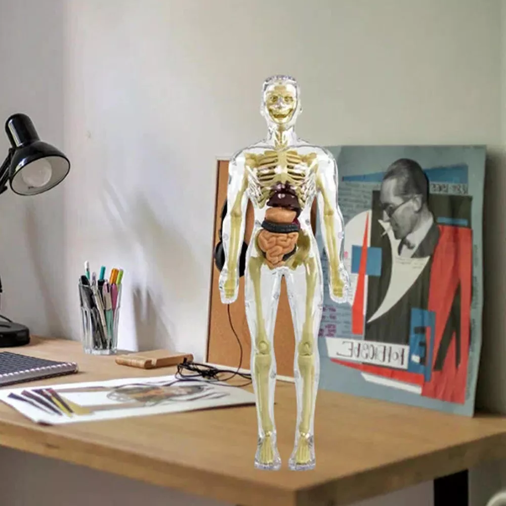 Thermabuild | 3d Human Body Torso Model for Kids