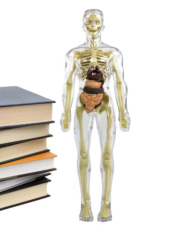 Thermabuild | 3d Human Body Torso Model for Kids