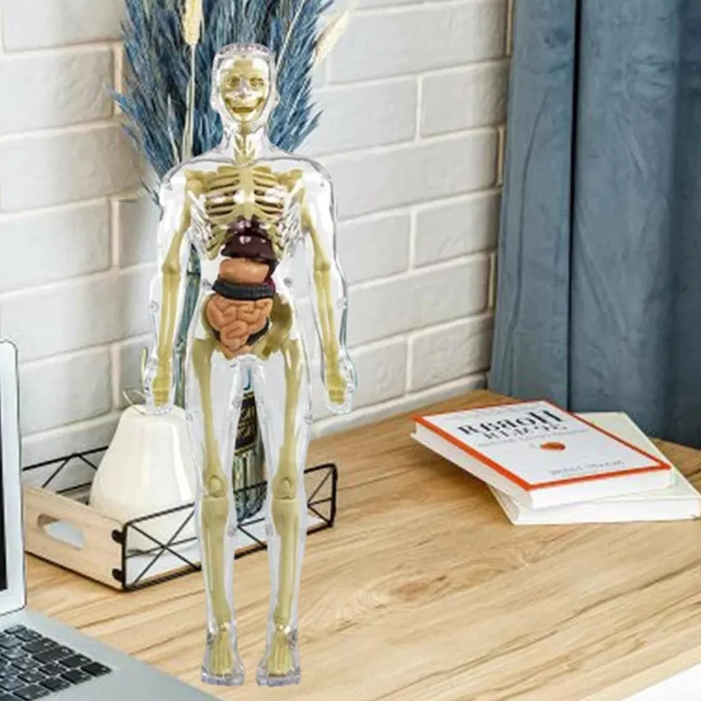 Thermabuild | 3d Human Body Torso Model for Kids